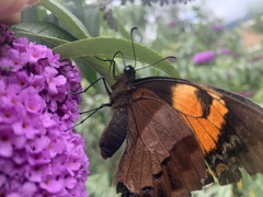Papilio cacicus