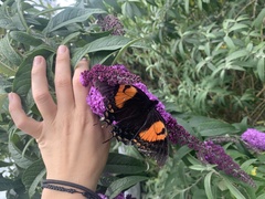 Papilio cacicus