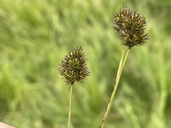 Carex microptera