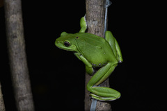 Zhangixalus dennysi
