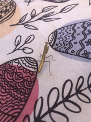 Mantis religiosa