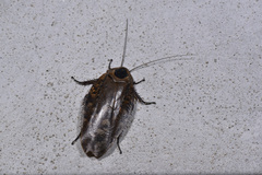 Rhabdoblatta imperatrix