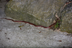 Oreocryptophis porphyraceus vaillanti