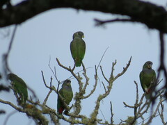 Pionus maximiliani melanoblepharus