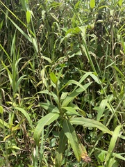 Persicaria acuminata