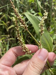 Persicaria acuminata