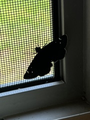 Staphylus hayhurstii