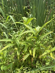 Persicaria acuminata