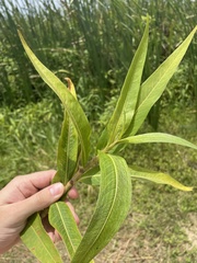 Persicaria acuminata