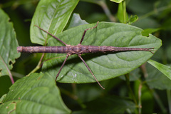 Neohirasea japonica