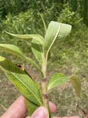 Persicaria acuminata
