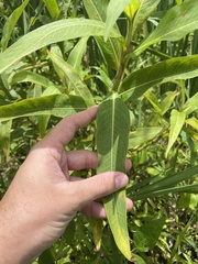 Persicaria acuminata