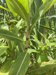 Persicaria acuminata