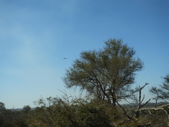 Terathopius ecaudatus