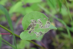 Stigmella populetorum