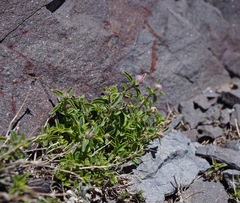 Monardella odoratissima glauca
