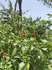 Capsicum frutescens