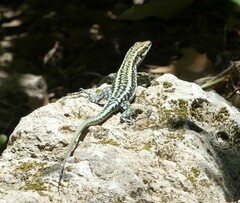 Anatololacerta anatolica