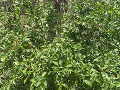 Capsicum frutescens