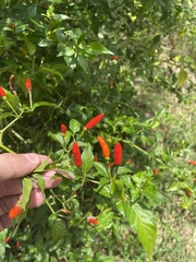 Capsicum frutescens