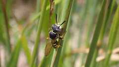 Philanthus triangulum