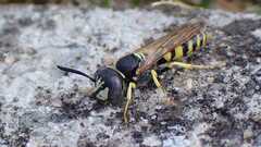 Philanthus triangulum