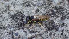 Philanthus triangulum