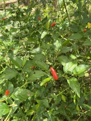 Capsicum frutescens
