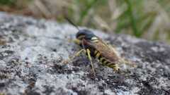 Philanthus triangulum
