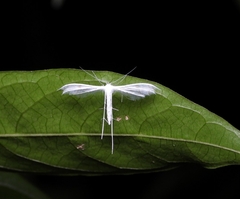 Pterophorus lacteipennis