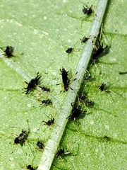 Impatientinum asiaticum
