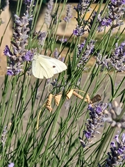 Pieris rapae