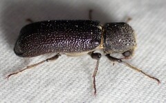 Amphicerus