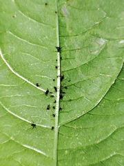Impatientinum asiaticum