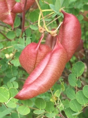Colutea