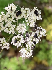 Physospermum cornubiense