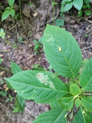 Impatientinum asiaticum