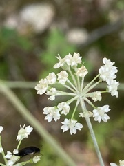 Physospermum cornubiense