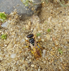 Philanthus triangulum
