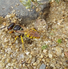 Philanthus triangulum