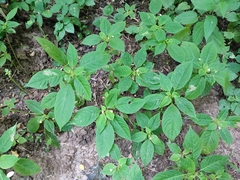 Impatientinum asiaticum
