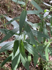 Physospermum cornubiense