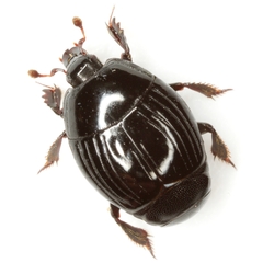 Atholus nubilus