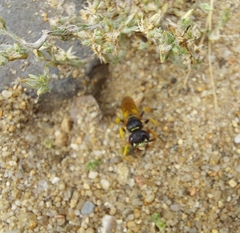 Philanthus triangulum