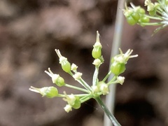 Physospermum cornubiense
