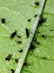 Impatientinum asiaticum