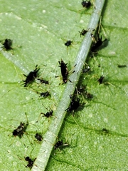 Impatientinum asiaticum