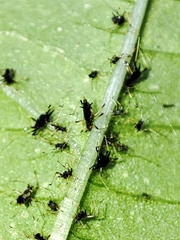 Impatientinum asiaticum