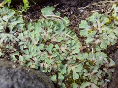Riccia bifurca