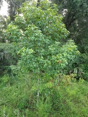 Liquidambar styraciflua image